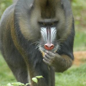 Vallee des singes Vallee des singes