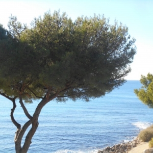 cassis 
