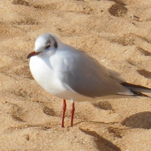 L'Algarve des trois printemps