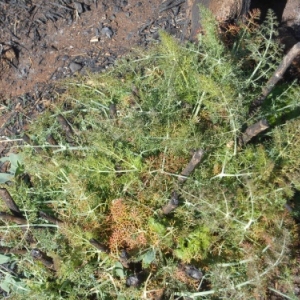 Gran Canaria, la Grande Canarie : el paraiso de las islas canarias