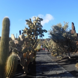 jardin de cactus