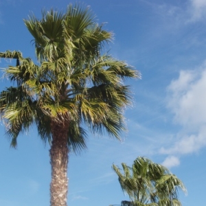 hotel riu belplaya torremolinos hotel riu belplaya torremolinos