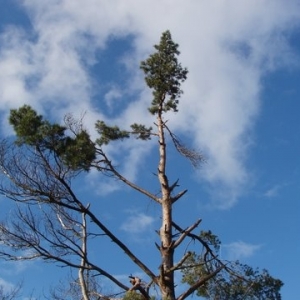 Eifel - Wacholderheide