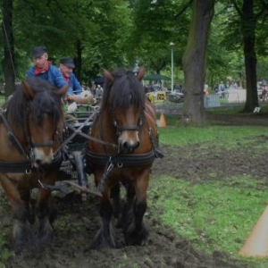 Journée "à pied, à cheval, à vélo" dans le centre de Liège