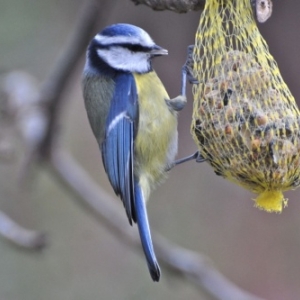 Mesange cyaniste (bleue).