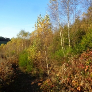 Bouleaux, Houffalize, Sertomont.