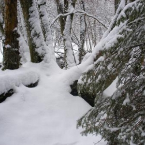 Entre le chemin et le ruisseau