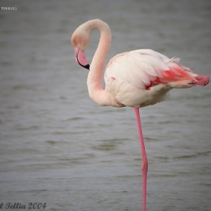 Flamant rose.