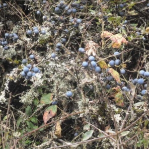 De nombreux arbustes typiquement ardennais flanquent la Promenade. 04.10.17.