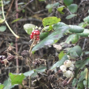 De nombreux arbustes typiquement ardennais flanquent la Promenade. 04.10.17.