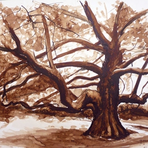 Lavis au brou de noix platanne 50 x 70 cm