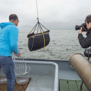 La saison des moules s’annonce prometteuse