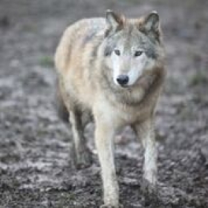 Première meute de loups à Pairi Daiza