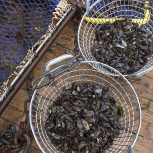 La saison des moules s’annonce prometteuse