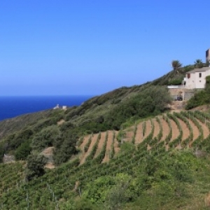 vignes cap corse