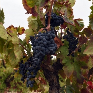 Une "route des vins" pour un tourisme alternatif en Tunisie Une "route des vins" pour un tourisme alternatif en Tunisie