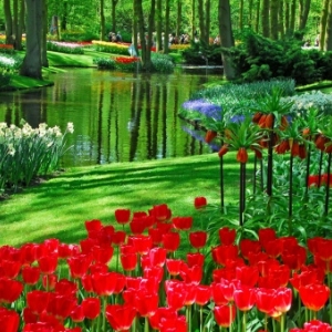 Keukenhof