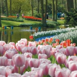 2. Keukenhof