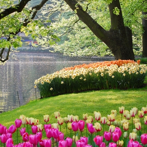 Keukenhof