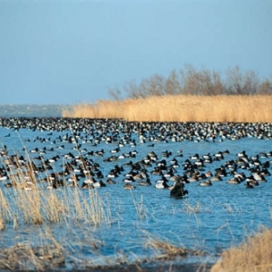 5. La Camargue