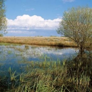 2. Le Parc de Brière 2. Le Parc de Brière