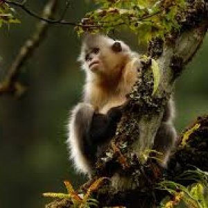 "Soirées du Documentaire Chinois", à Bruxelles "Soirées du Documentaire Chinois", à Bruxelles