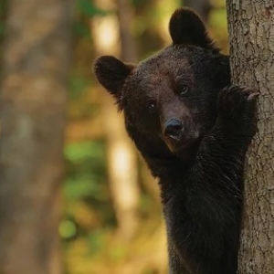 "Echilibru, dans la Peau de l Ours" (c) Eve Cerubini, Jerome Fatalot et Victor Jullien