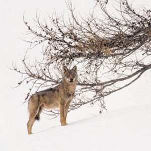 "La Vallée des Loups", à Liège et à Namur, les 12 et 18 Avril 