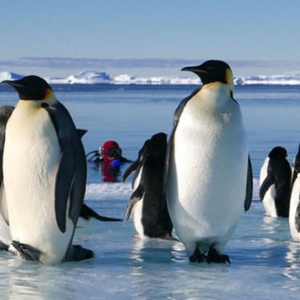 "Antartica, sur les Traces de l Empereur"