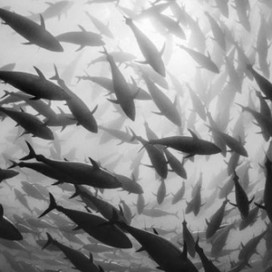 Image extraite d "As we are Tuna" (c) Francesco Zizola