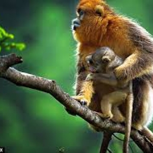 "Soirées du Documentaire Chinois", à Bruxelles "Soirées du Documentaire Chinois", à Bruxelles