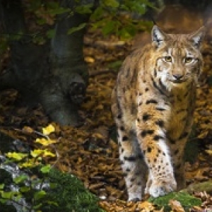 25e "Festival International Nature-Namur", du 11 au 20 Octobre