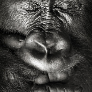 "Beringei, les Gorilles du Rift" ("Ilot des Bateliers") (c) Sebastien Meys (Fr.)