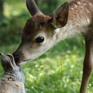 « Bambi–L’Histoire d’une Vie dans les Bois » (Michel Fessler), recommandé dès 6 ans
