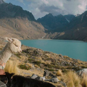 « Raiz » (Franco García Becerra), recommandé dès 9 ans