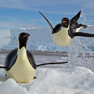 © Paul Nicklen/« National Geographic »