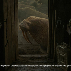 © Evgenia Arbugaeva/« National Geographic »