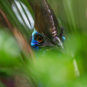 © « National Geographic »