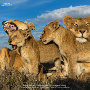 © « National Geographic »