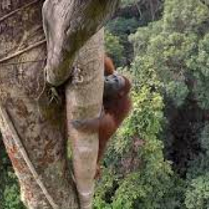 © « National Geographic »