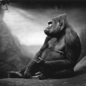 © Michel Vanden Eeckhoudt