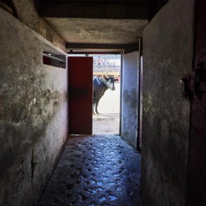 Série « Soleil noir » : C'était sa dernière course camargaise © Gaëlle Henkens & Roger Job