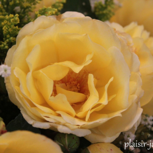 La rose "Jean Robie" © "Plaisir-Jardin.com"