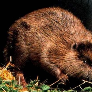 Excursions au Pays des Castors Excursions au Pays des Castors