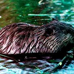 Excursions au Pays des Castors Excursions au Pays des Castors