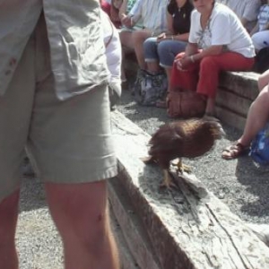 monde sauvage attraction 2007-video17