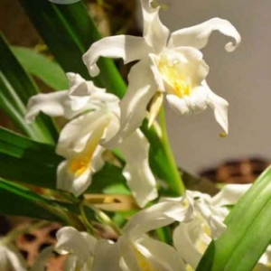 orchidee-5360