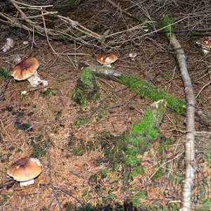 Cepe de Bordeaux Cepe de Bordeaux