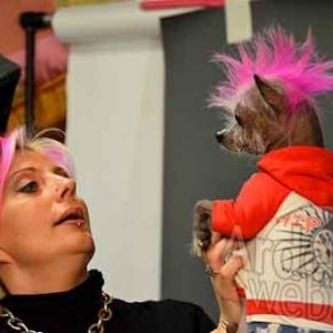 concours du plus beau chien du monde - photo 4617