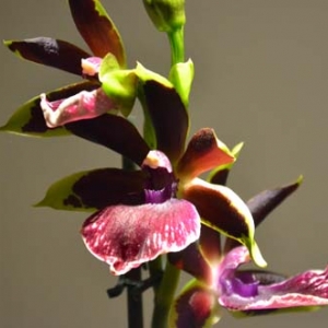 orchidee-5424